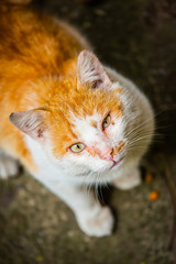 Naklejka na ściany i meble Portrait of a orange street cat with white spots standing and looking at the camera