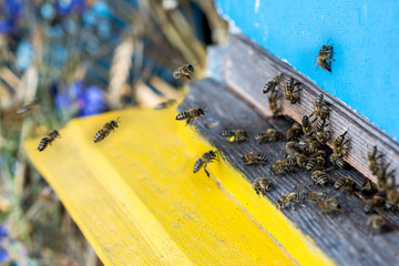 Bees flying with  pollens to blue yellow beehive, close up view with nature background. Apiculture concept 