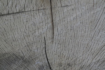 Fototapeta premium old wood texture