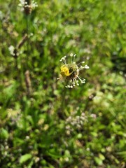 Araignée jaune