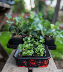 Seedlings in small pots in the garden