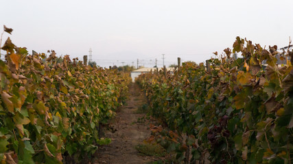 fall to the vineyard