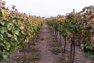 vineyard in fall