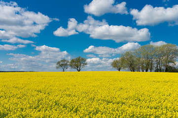 Obraz premium Vivid colors of yellow field landscape
