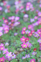 Fototapeta premium petites fleurs roses au jardin