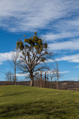 Fototapeta premium Tree on a hill and three crosses