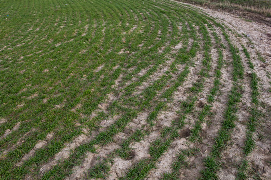 Field with lines of plants in the spring