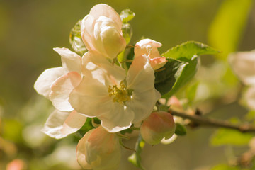Fototapeta na wymiar Kwiat jabłoni.