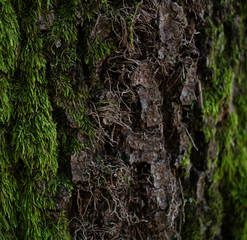 Rough bark on the mossy surface. Dark brown. Close up.
