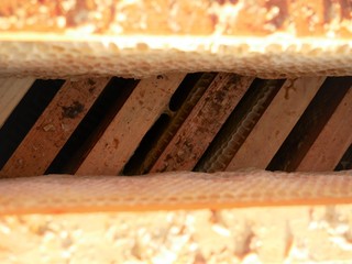 Close up of honey bee hive sections with wax and honey