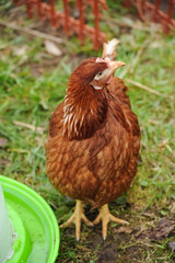 Red chickens on a private farm in the village