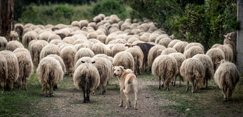 Sardinian sheep of autochthonous breed in the Ogliastra region, Sardinia, Italy, Europe