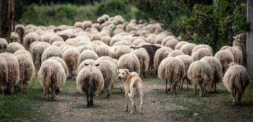 Fototapeta premium Sardinian sheep of autochthonous breed in the Ogliastra region, Sardinia, Italy, Europe