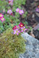 petites fleurs roses au jardin