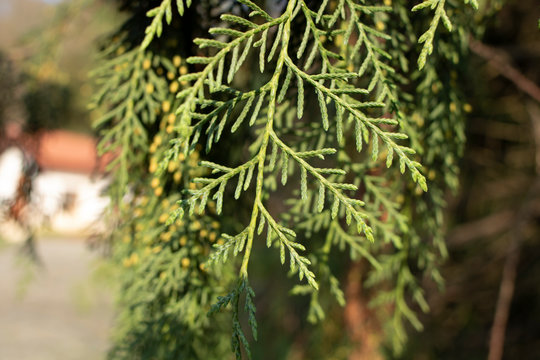 Photo of the leaves of the tree, which is the Thuja standishii in Latin. Close up.