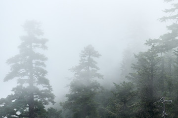 View of the fog in the mountain forest on Larch Mountain in Oregon.