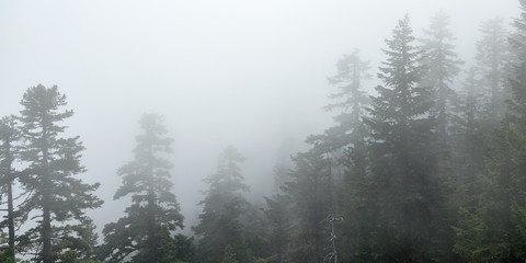 Fog in the forest. Panoramic misty view from Larch Mountain in Oregon.