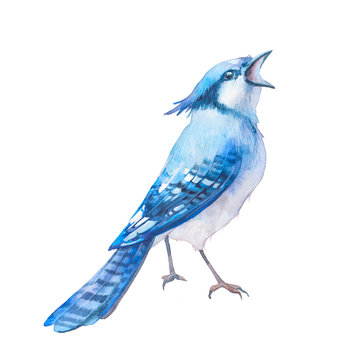 Isolated blue jay artwork. Single bird on white background. Watercolor illustration