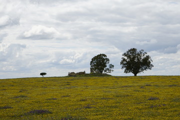 Fototapeta premium spring landscape