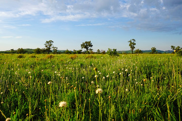 spring bushveld flowers