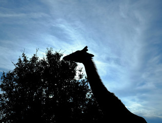 feeding giraffe sihouette