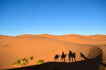 Fototapeta na wymiar dunas en el desierto con sombra de camellos y arbustos