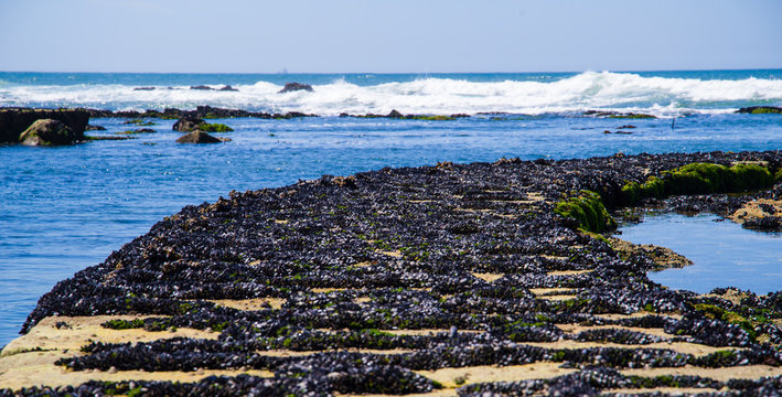 Dique lleno de mejillones en una playa de Oporto (Portugal) con olas al fondo