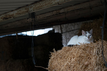 gato sobre paja en una granja