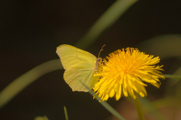 Motyl na mleczu. © wojwarm