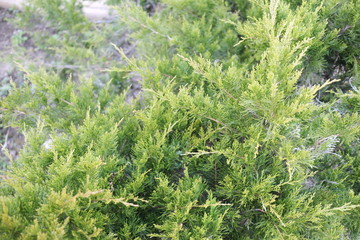 ornamental juniper in a spring village
