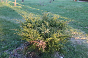 ornamental juniper in a spring village