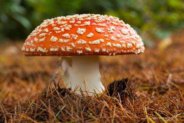 Amanita muscaria mushroom in autumn