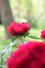 fleur de pivoine rouge