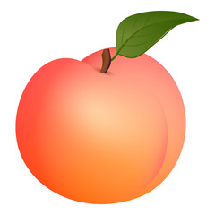 Fresh peach icon. Cartoon of fresh peach vector icon for web design isolated on white background