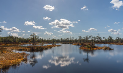 Perfect symmetry. Swamp hollow surrounded by poor bonsai pines. Reflections of trees, bright blue...