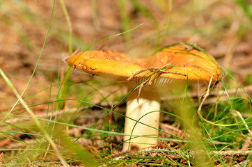 Russula claroflava known as the yellow swamp russula or yellow swamp brittlegill mushroom in forest