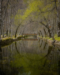 Autumn yellow trees reflection on a river in Covao d ametade in Serra da Estrela, Portugal