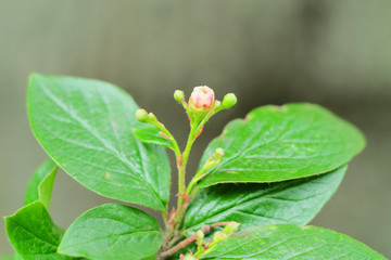 The blooming hedge cotoneaster flower (Cotoneáster lucídus) macro photo, selective focus, bokeh effect.