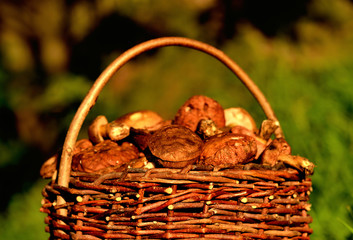 Close-up of basket full of edible mushrooms at sunset.