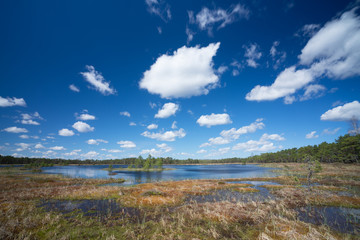 Floating mat of peat moss. Typical swamp hollow surrounded by poor bonsai pines and covered with soft mossy layer. Bright blue sky, white clouds. Nature Reserve, Selisoo raised bog in Estonia.