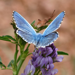 blue butterfly macro , in the nature