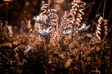 Flowers and grass in a golden hour. The sun sets over the horizon.