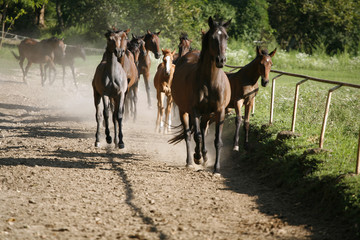  Thoroughbred mares and foals runs home together outdoors