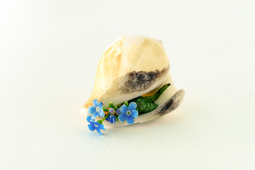Forget-me-not flowers in an empty shell on a white background