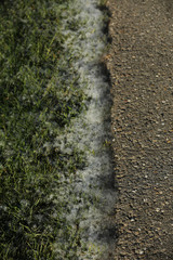 Pollen auf dem Boden