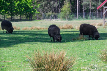 Domestic sheep on a farm field.