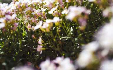 beautiful flowers in nature beautiful nature