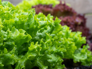 Frischer grüner Salat - Salatblätter