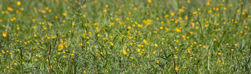 Little yellow flowers on a green background. Unfocused abstract floral background