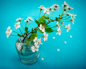 A sprig of cherry blossom in a glass bottle on a blue background.